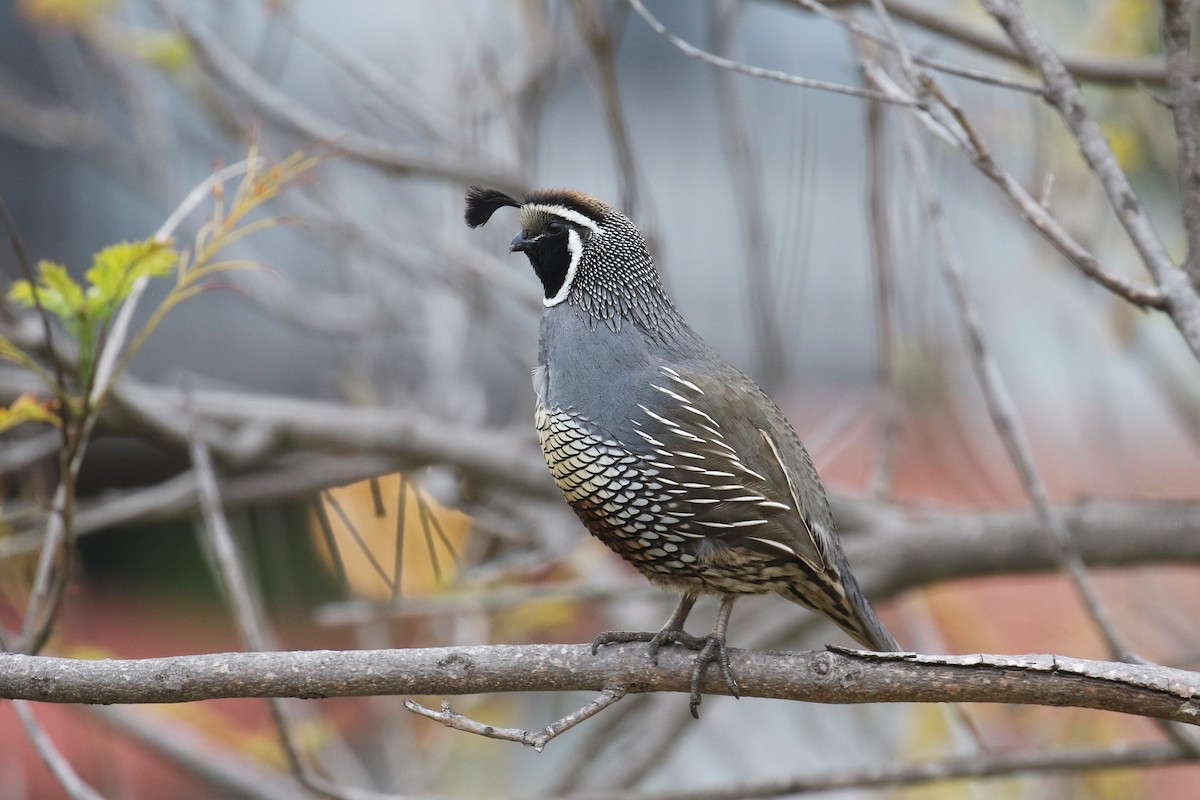 California Quail - ML330636861