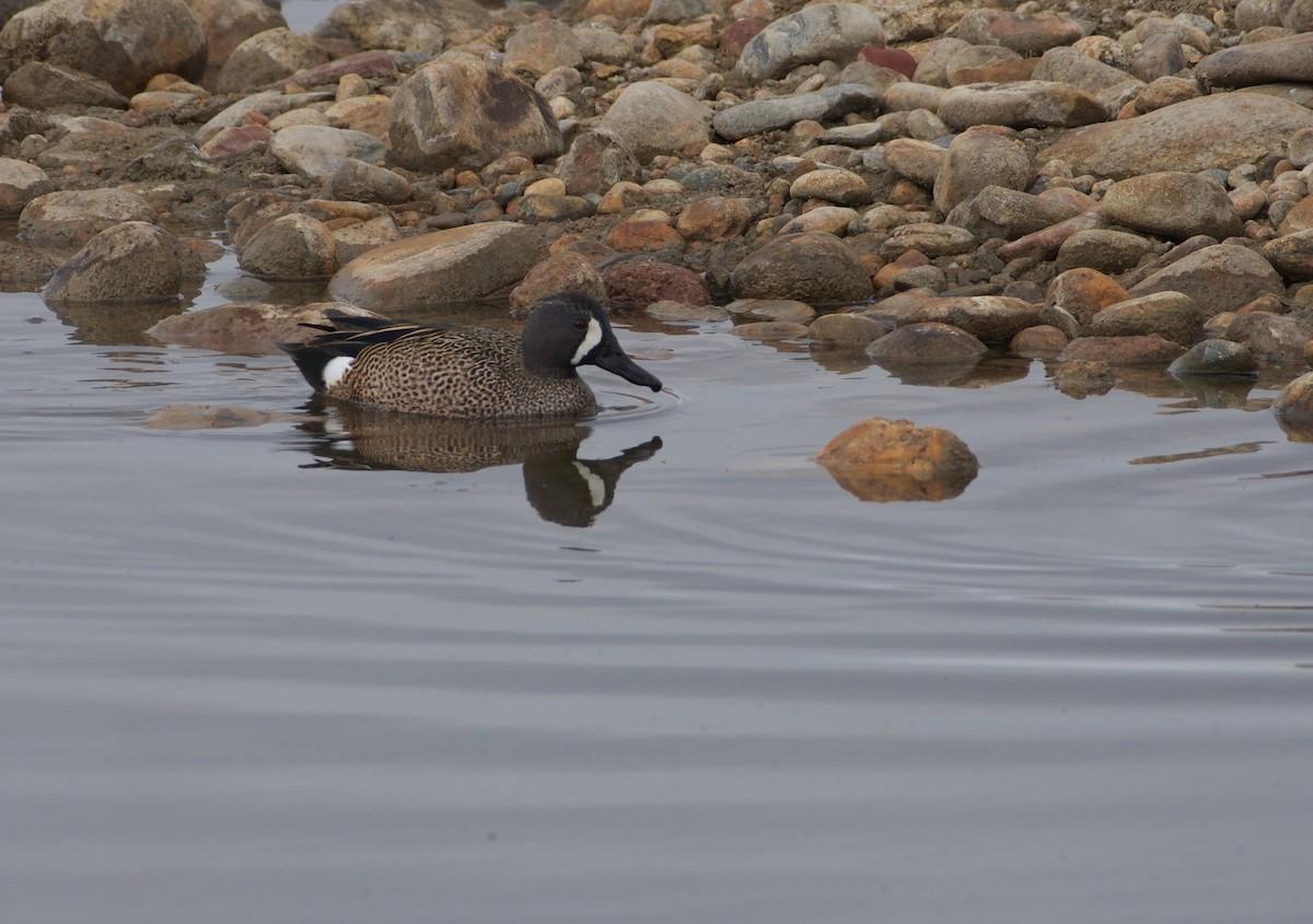 Blue-winged Teal - ML330637121
