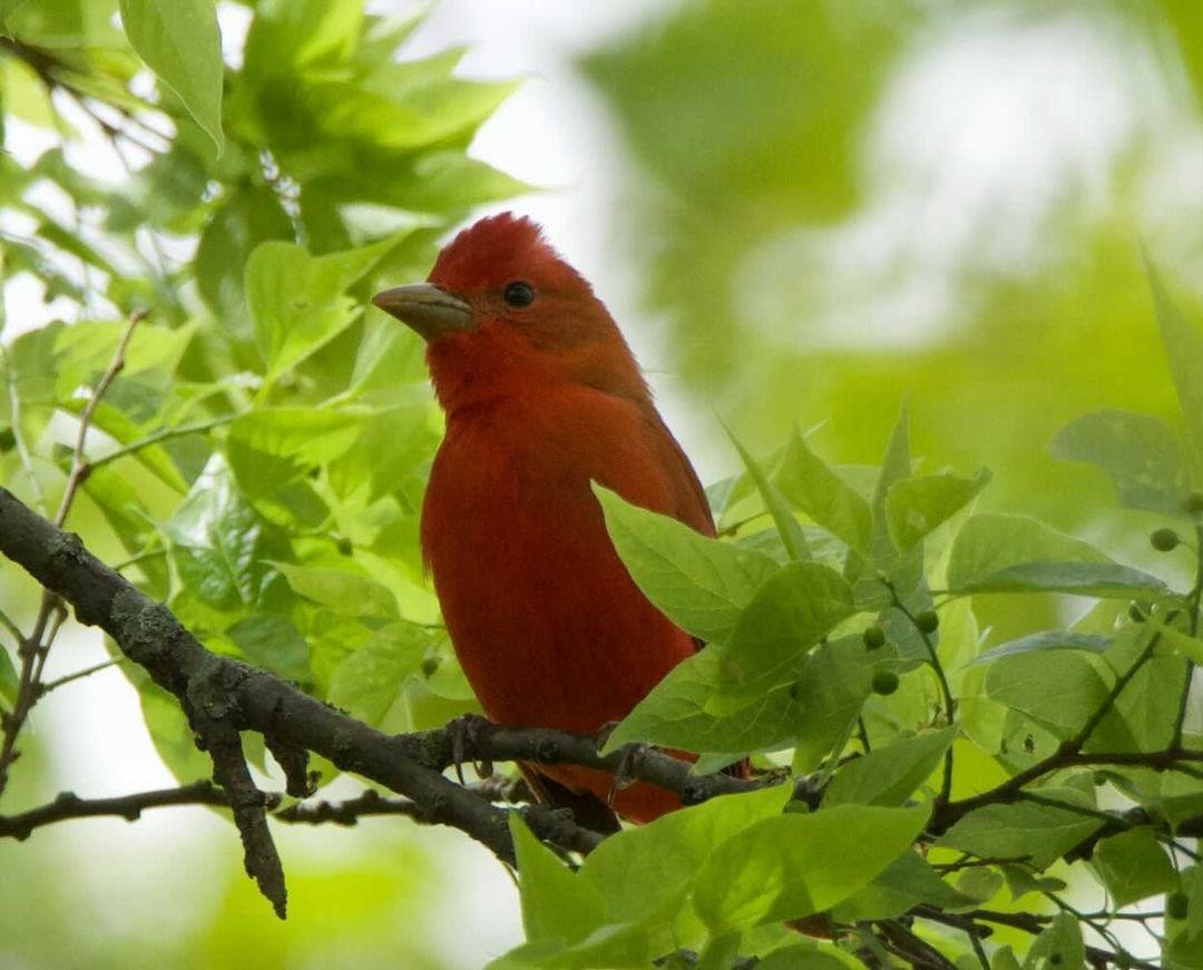 Summer Tanager - ML330637461