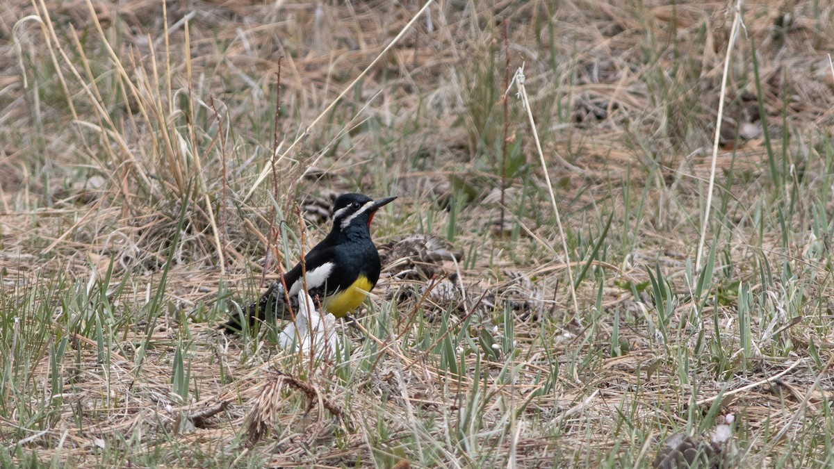 Williamson's Sapsucker - ML330637471