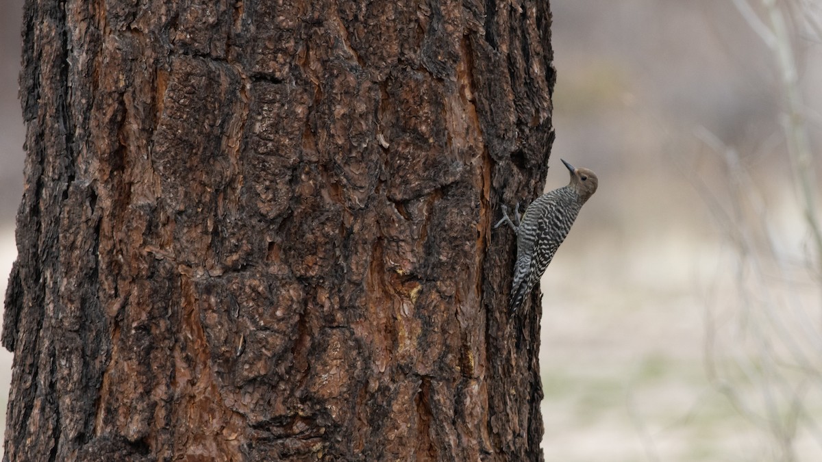 Williamson's Sapsucker - ML330637541