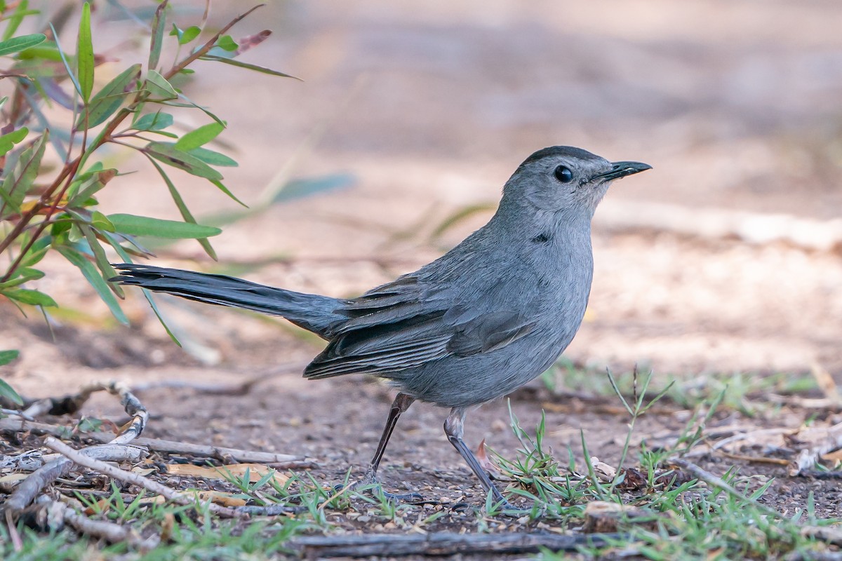 Gray Catbird - Shawn Cooper