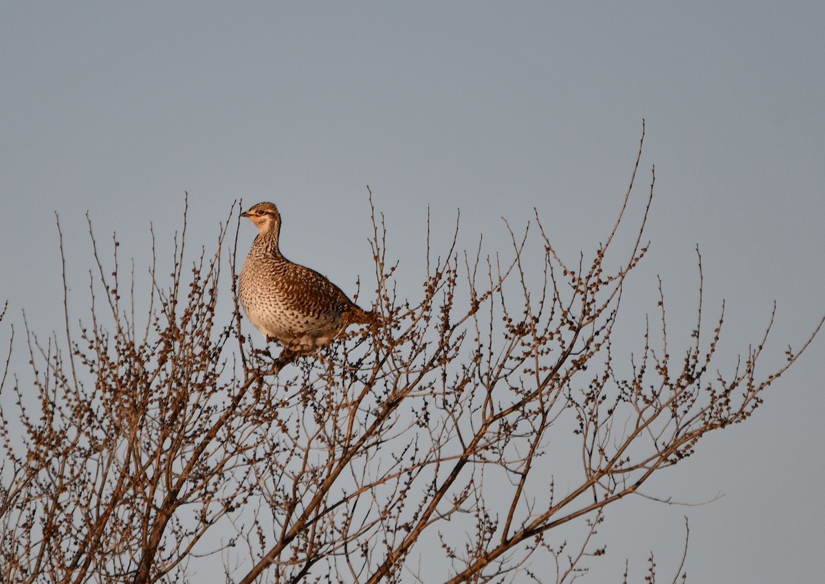 Sharp-tailed Grouse - ML330639711