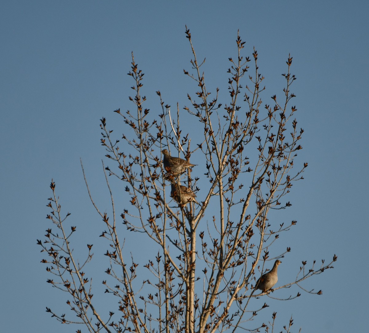 Sharp-tailed Grouse - ML330639721