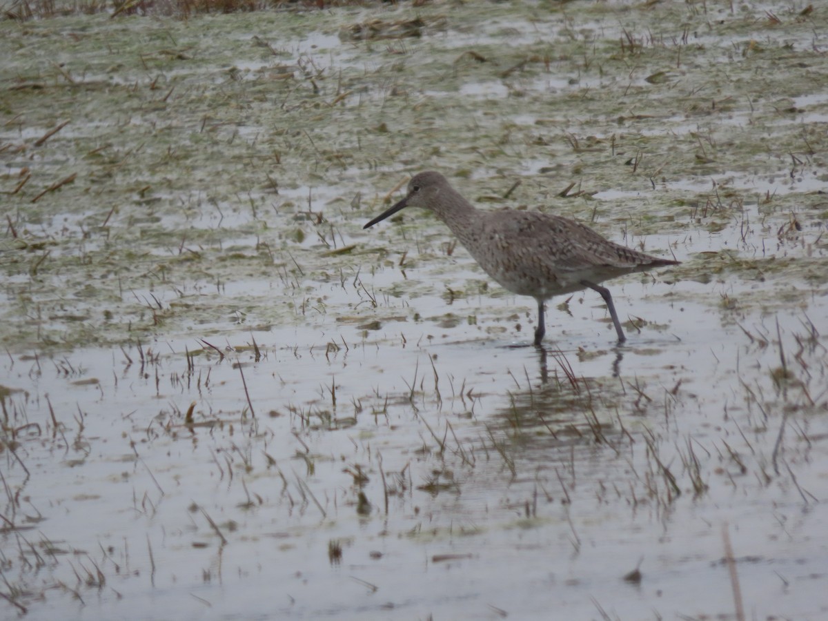 Willet - Mike Lesnik