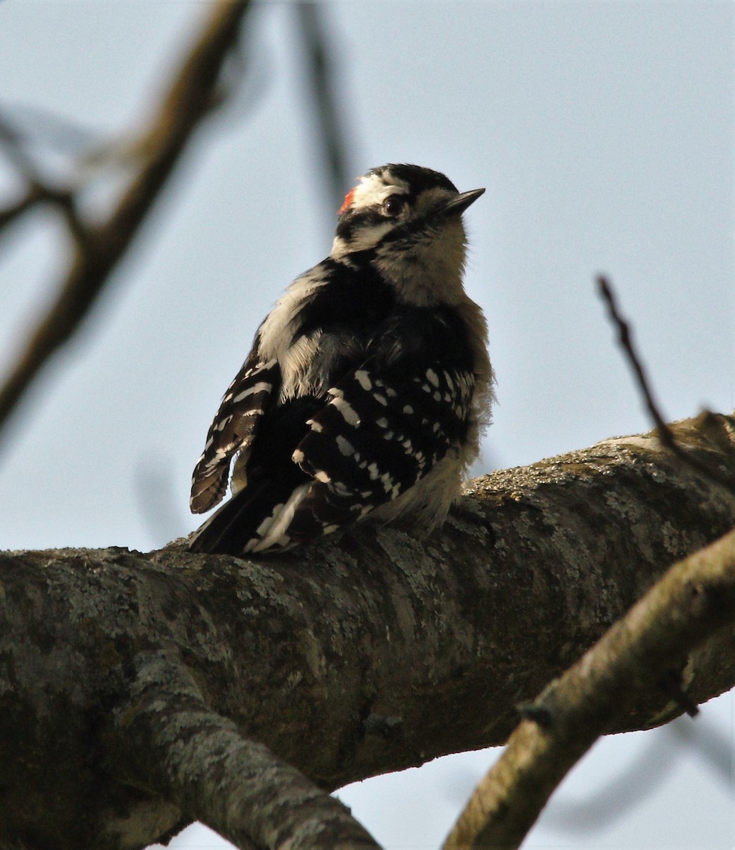 Downy Woodpecker - ML330641661