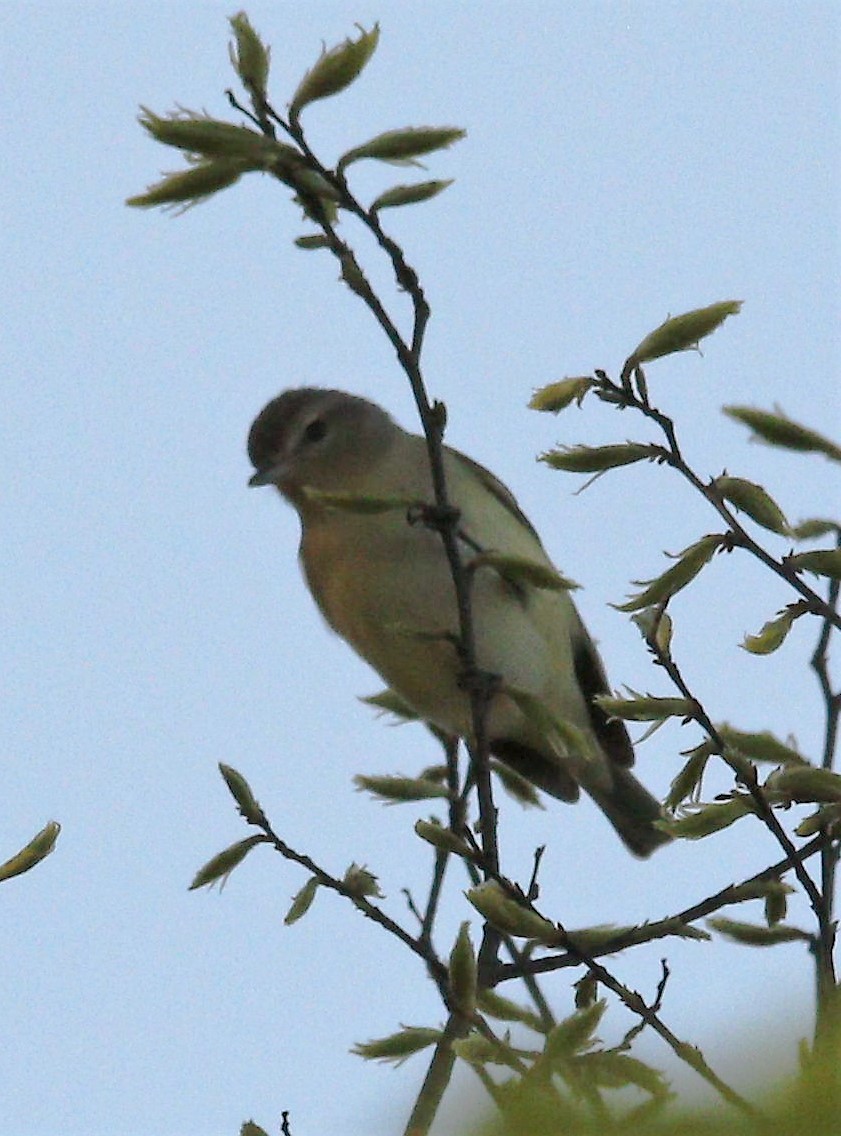 Warbling Vireo - ML330641821