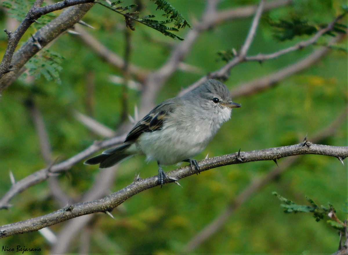 Mosquerito Silbón - ML330641981