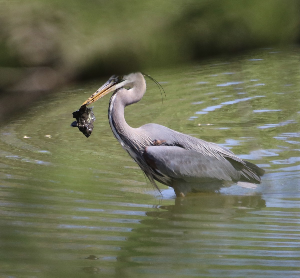 Garza Azulada - ML330642001