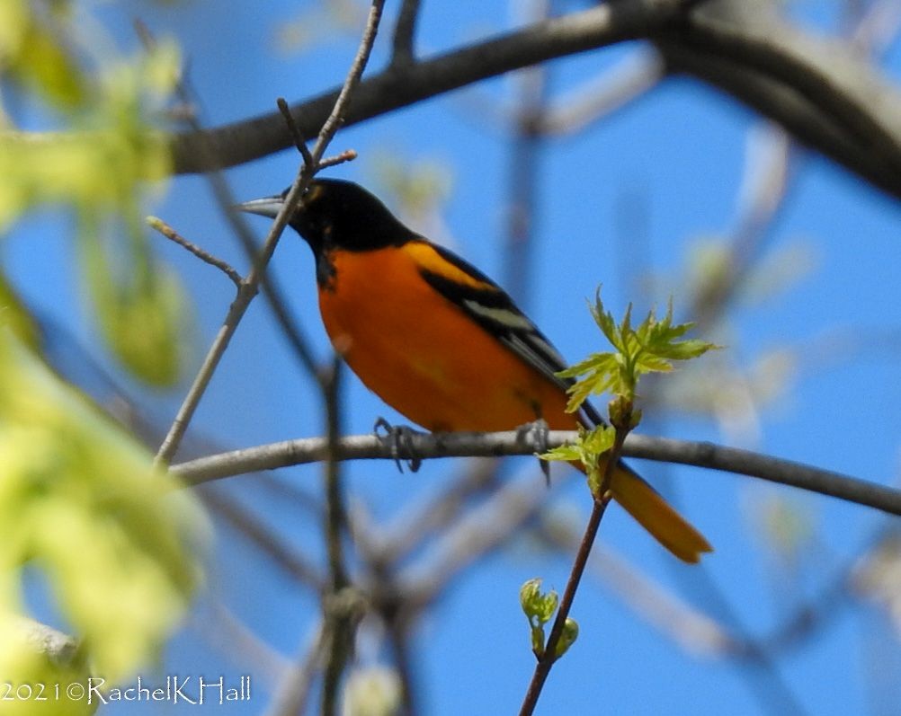 Baltimore Oriole - ML330642741