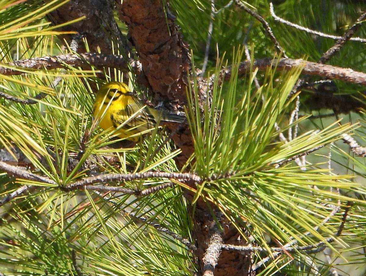 Prairie Warbler - ML330642971