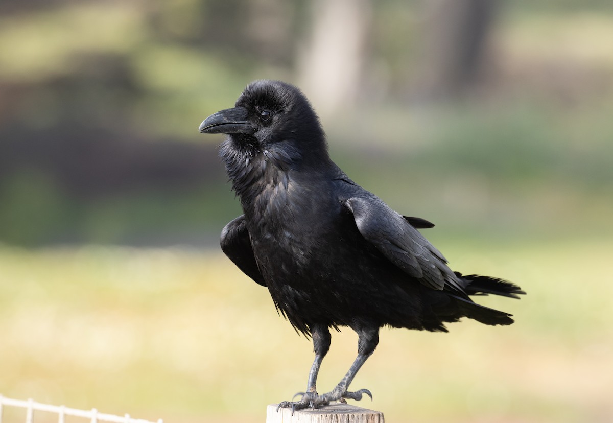 Common Raven - ML330643291