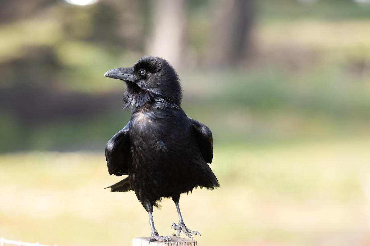 Common Raven - ML330643331