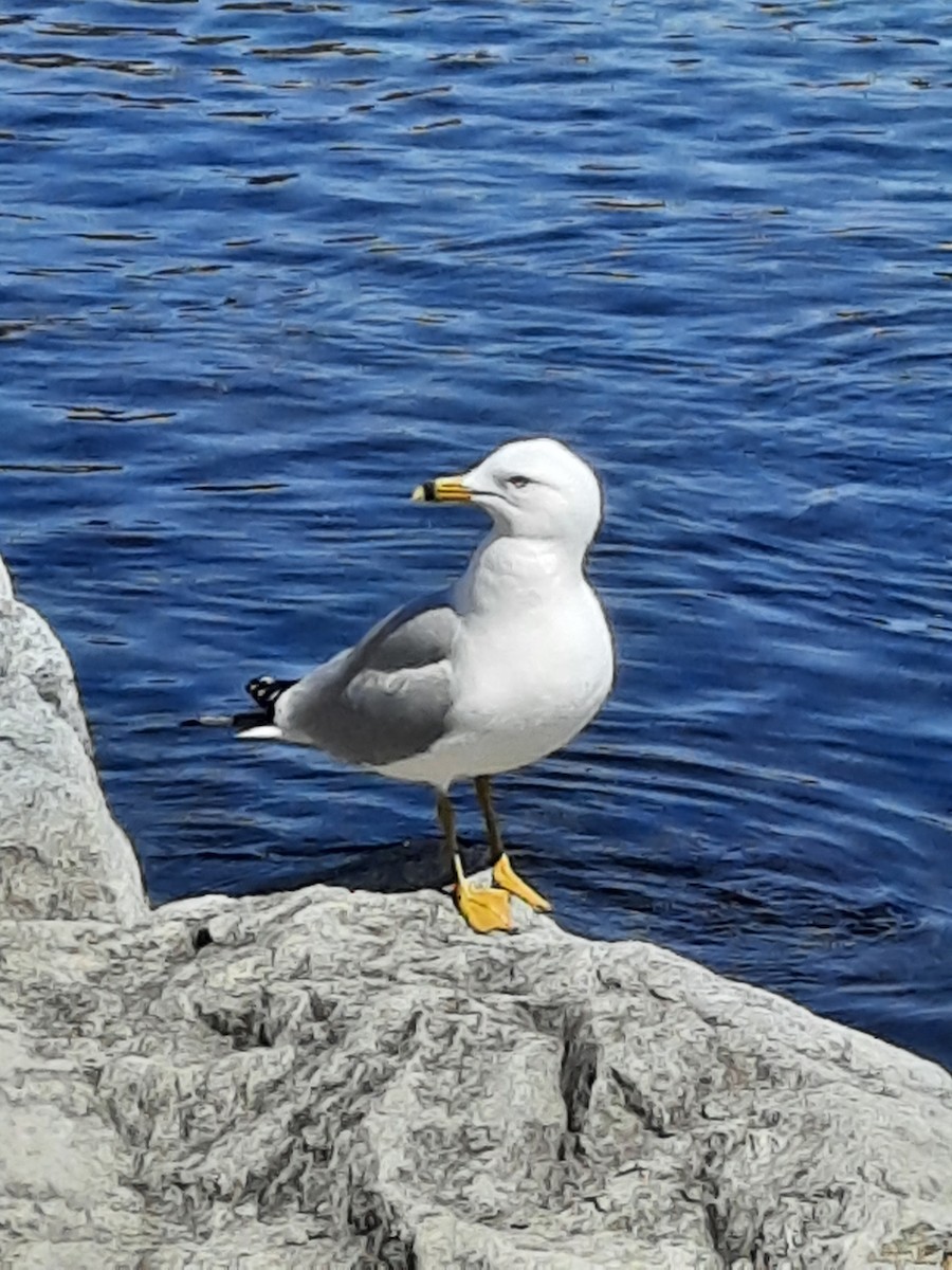 Ring-billed Gull - ML330643341