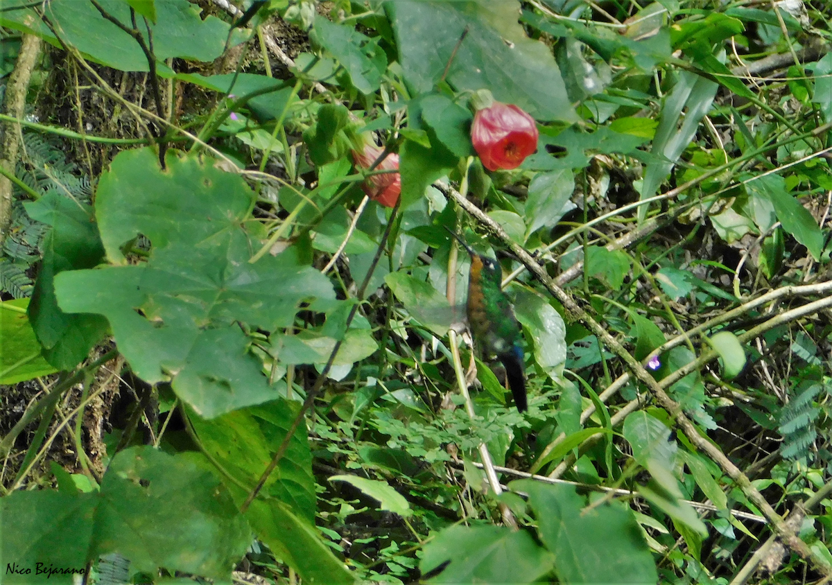 Blue-capped Puffleg - ML330643471