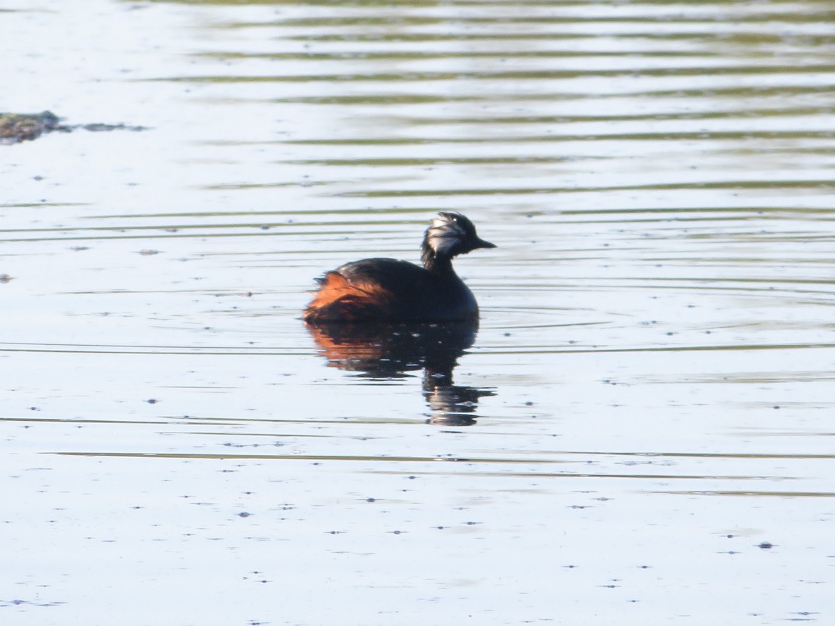 White-tufted Grebe - ML330643871