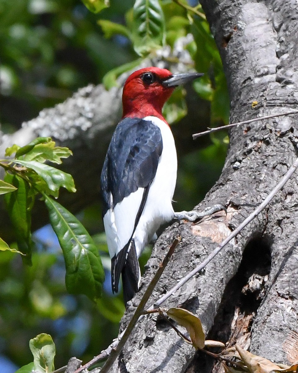 Red-headed Woodpecker - ML330644381
