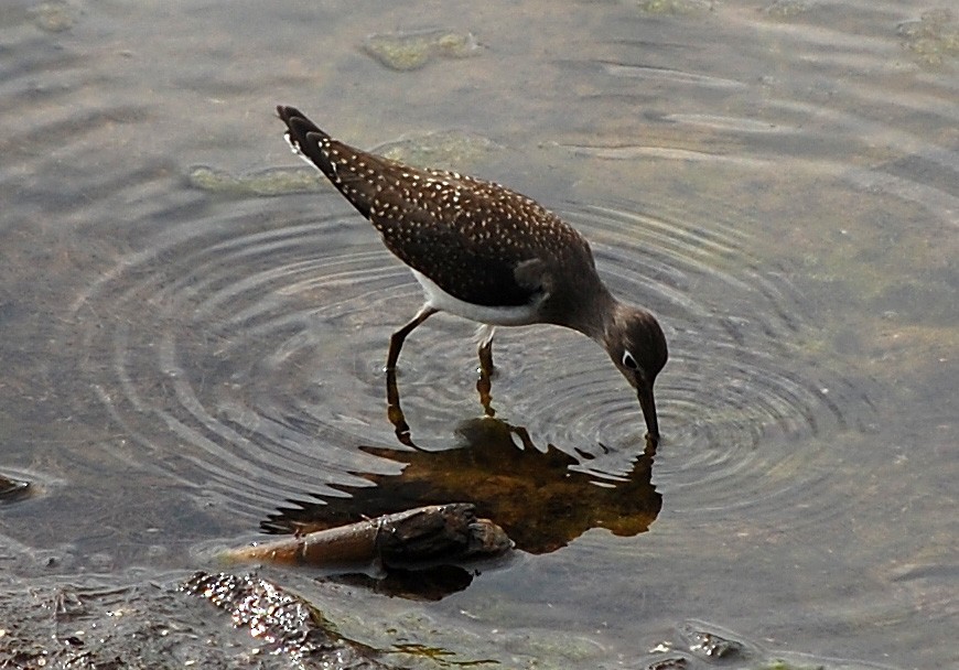 Solitary Sandpiper - Gillian  Richards