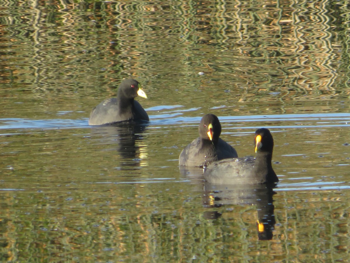 White-winged Coot - ML330646431