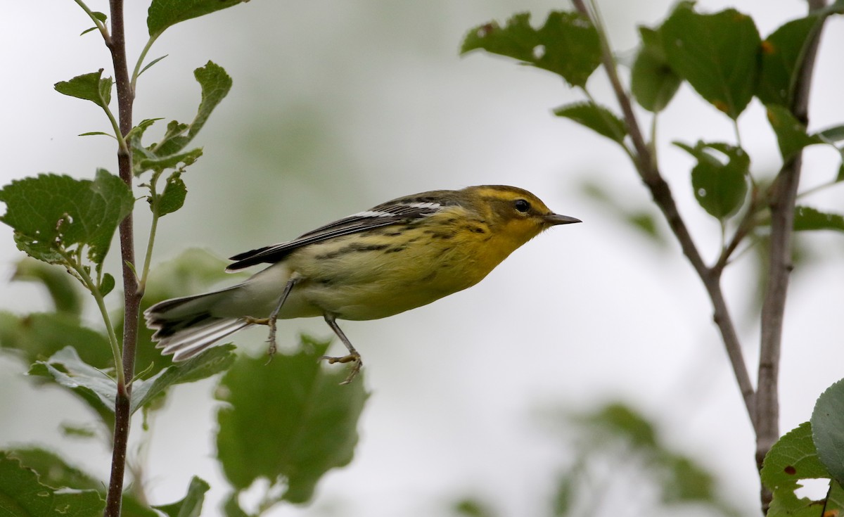 Blackburnian Warbler - ML33064671