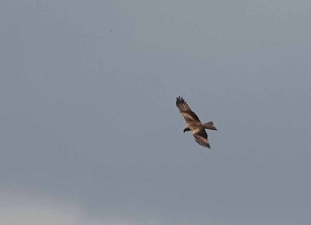 Black Kite - ML330646741