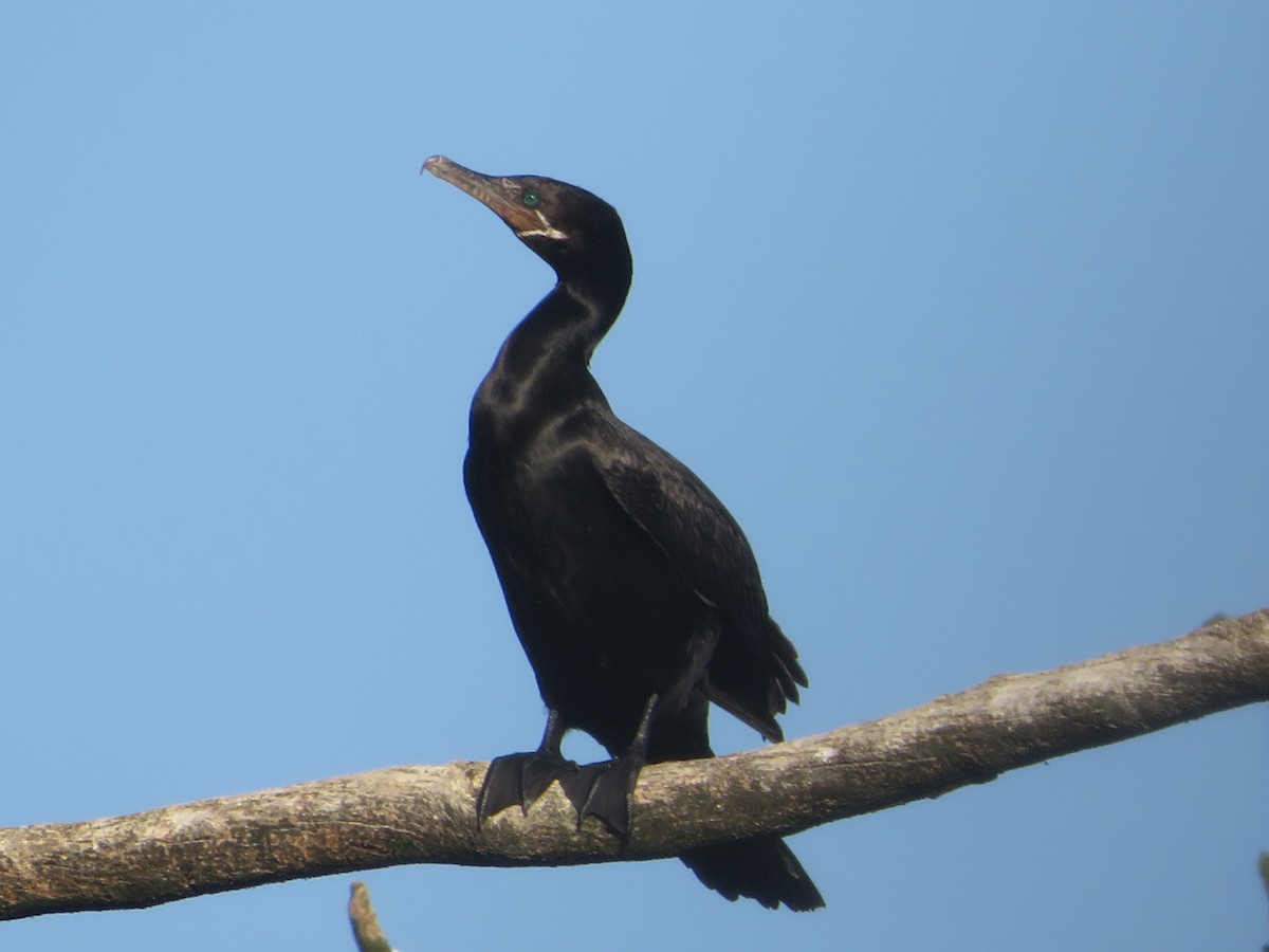 Neotropic Cormorant - ML330647121