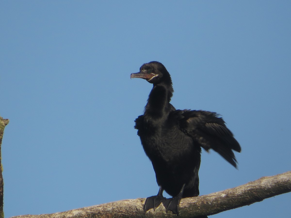 Cormoran vigua - ML330647131