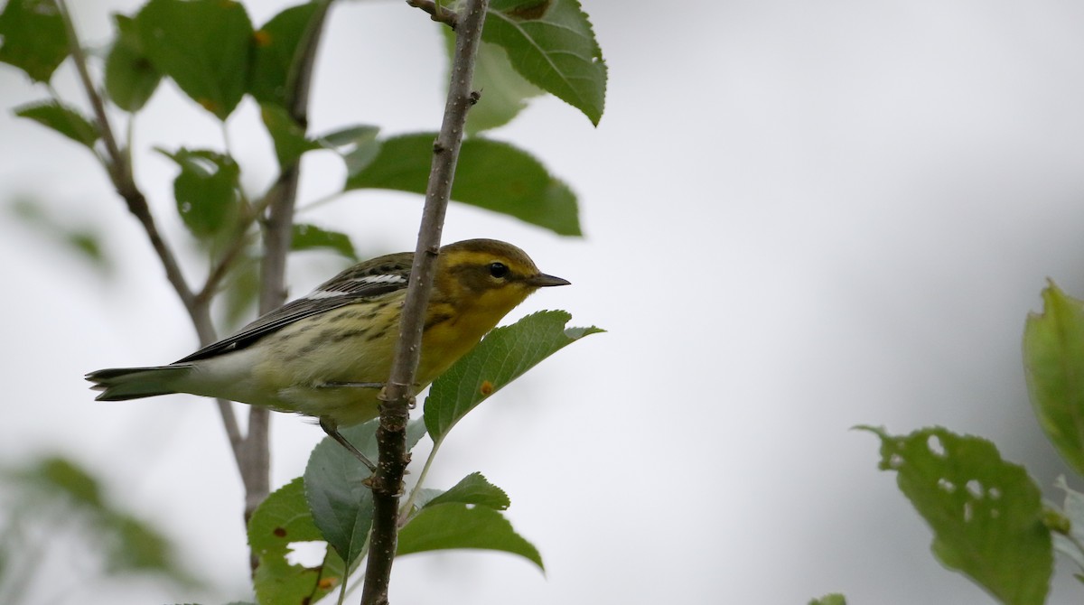 Blackburnian Warbler - ML33064721