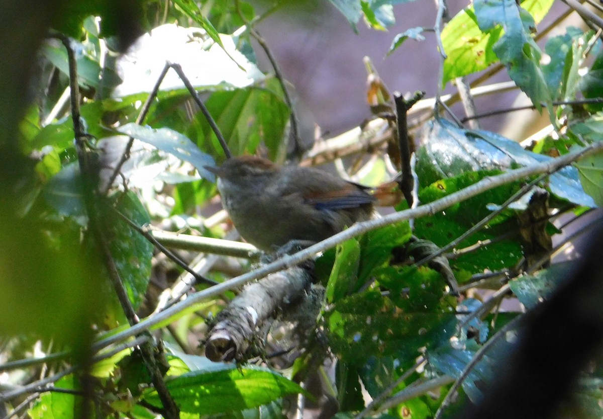 Pijuí de Azara - ML330647671