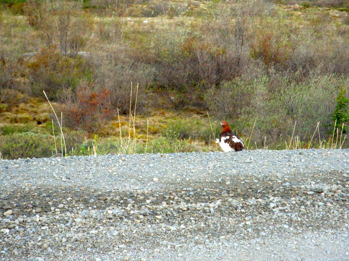 Willow Ptarmigan - ML330648591