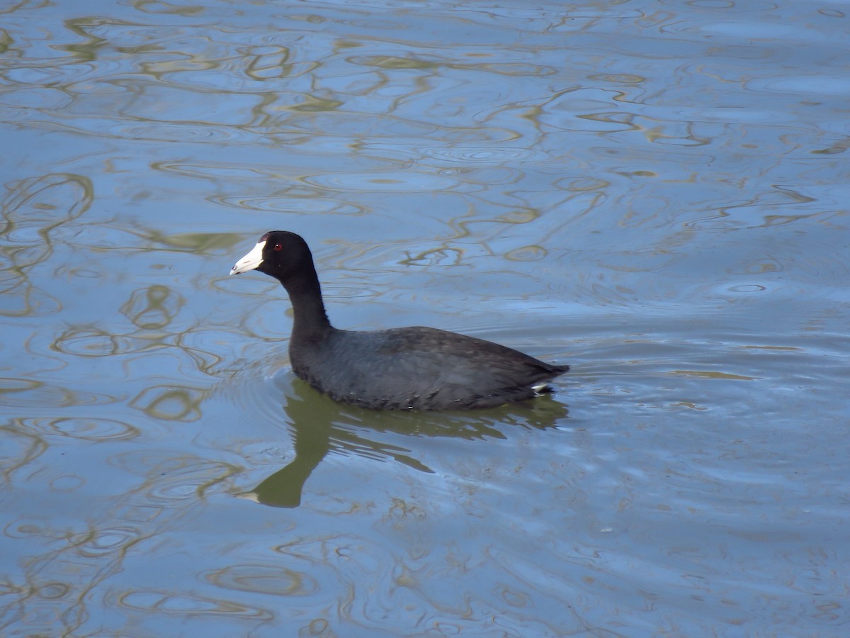 American Coot - Ken Orich