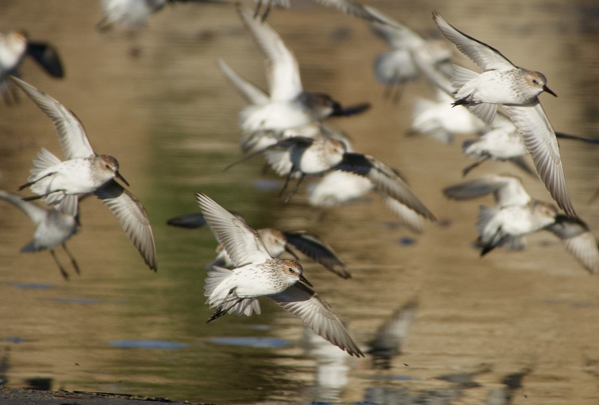 Western Sandpiper - ML330649721