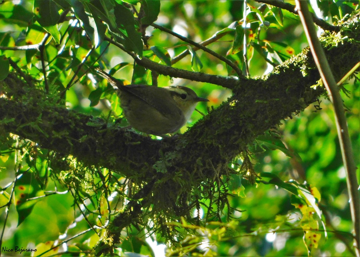 Chochín Montañés - ML330650421