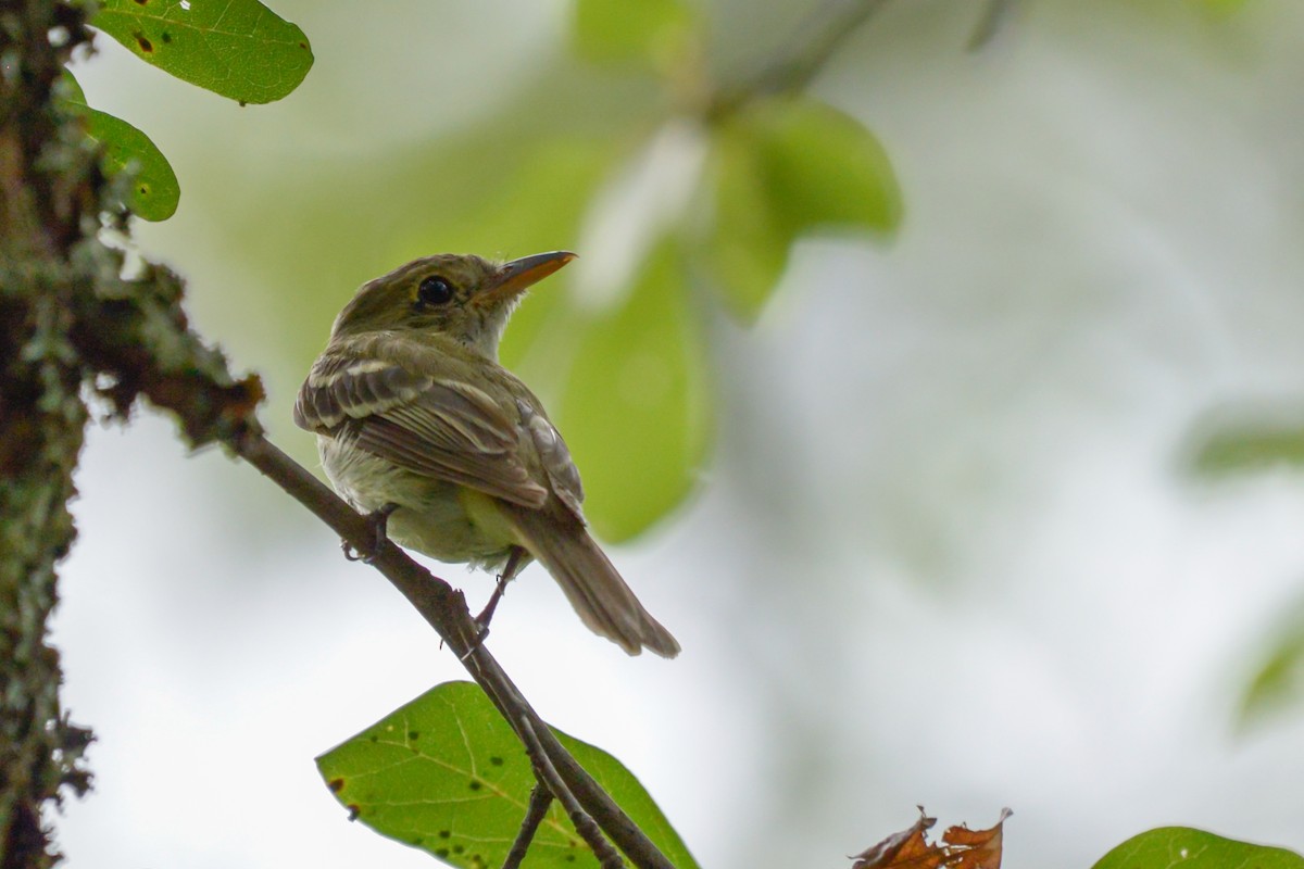 Acadian Flycatcher - ML33065111