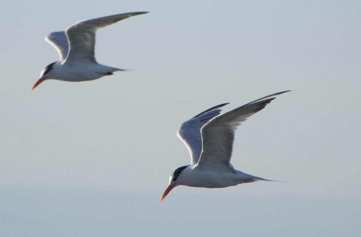 Royal Tern - ML330651451