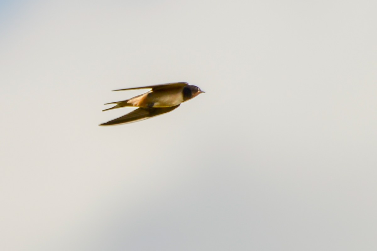 Асрын хараацай - ML33065151