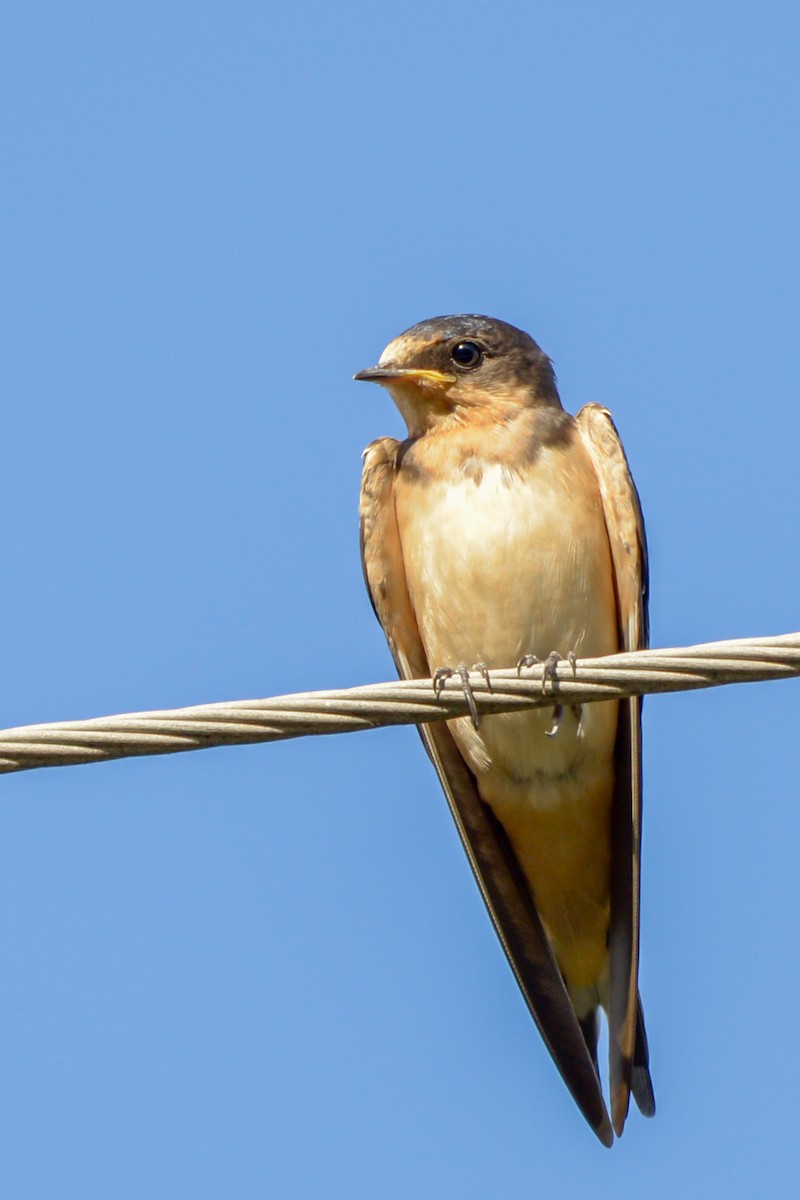 Асрын хараацай - ML33065161