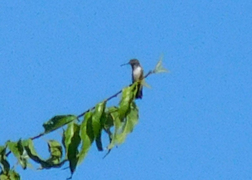 Ruby-throated Hummingbird - ML33065391
