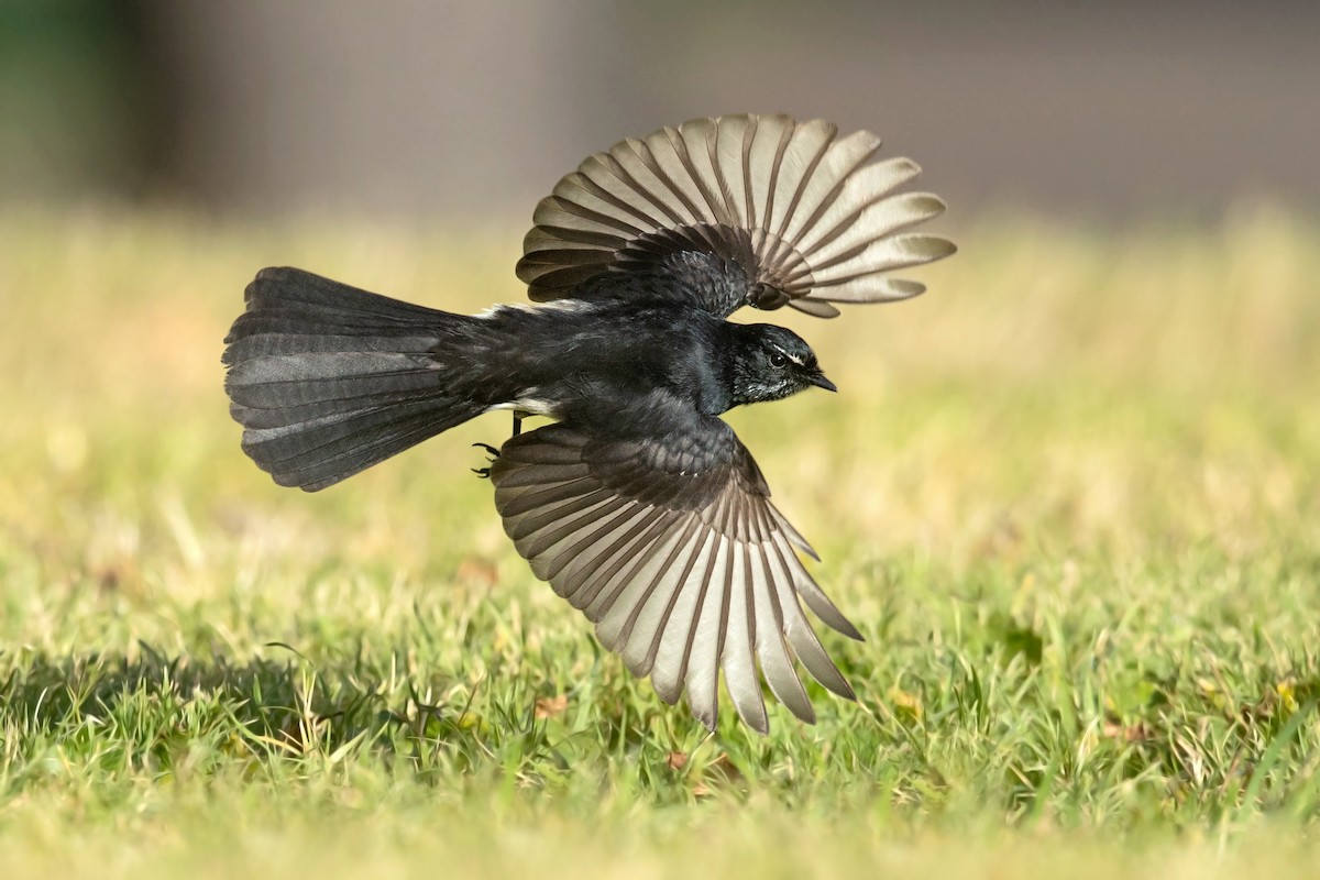 Willie-wagtail - David Irving