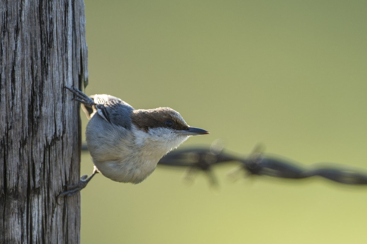 Brown-headed Nuthatch - Ryan Askren