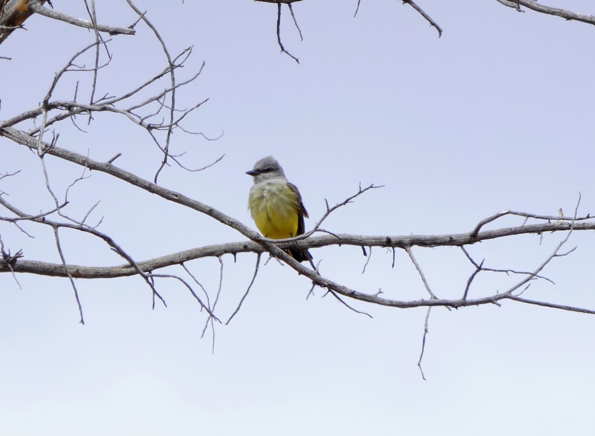 Western Kingbird - ML330654201