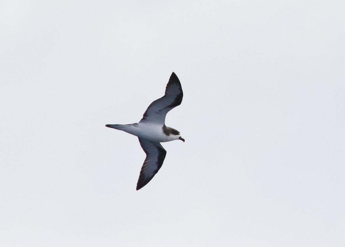 Hawaiian Petrel - Rachel Lawrence