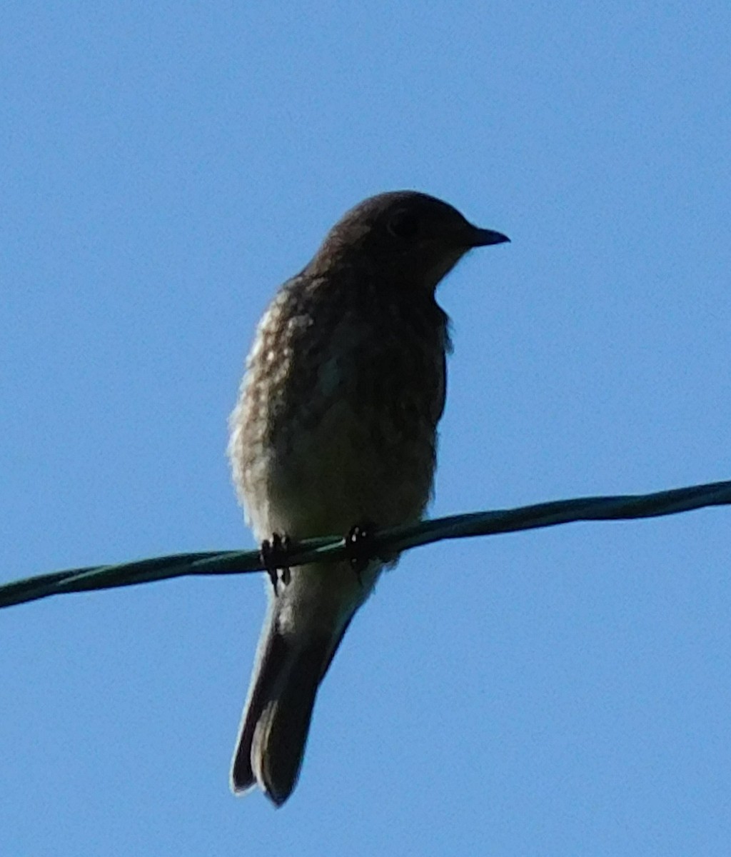 Eastern Bluebird - ML33065511