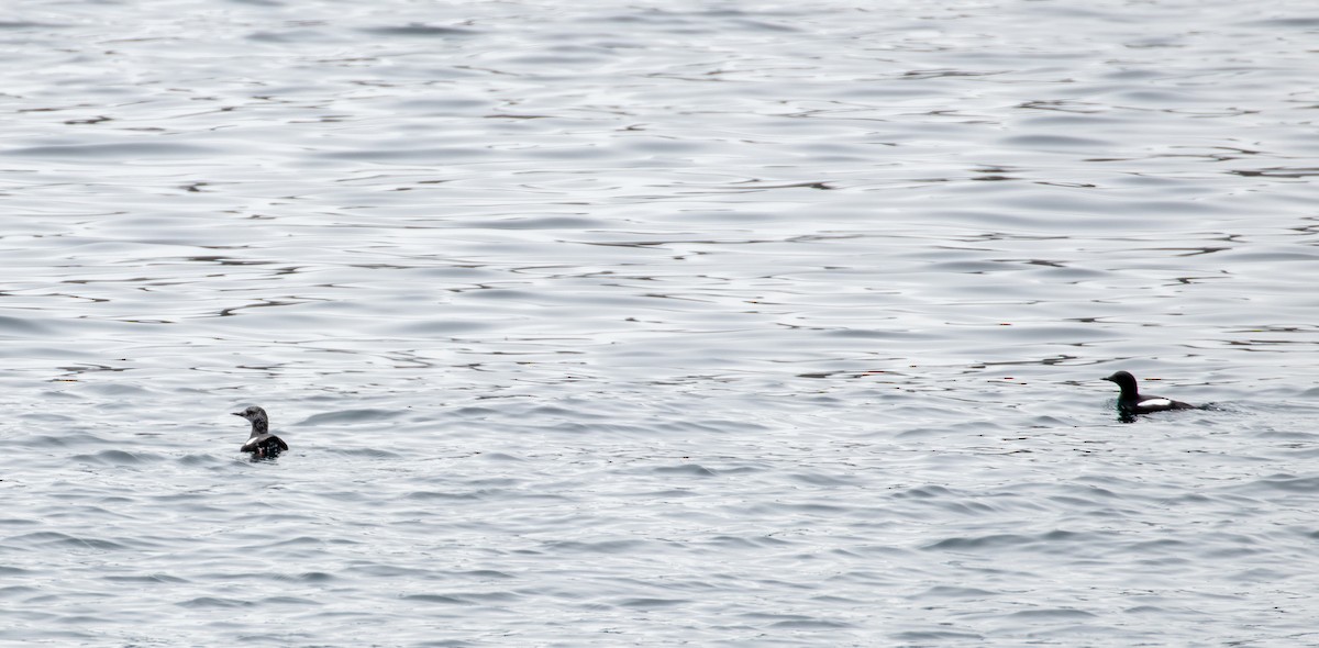 Black Guillemot - ML330655271