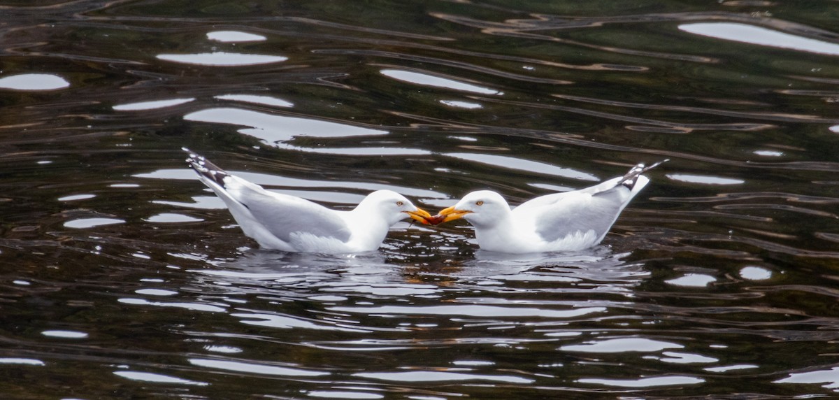 American Herring Gull - ML330655301