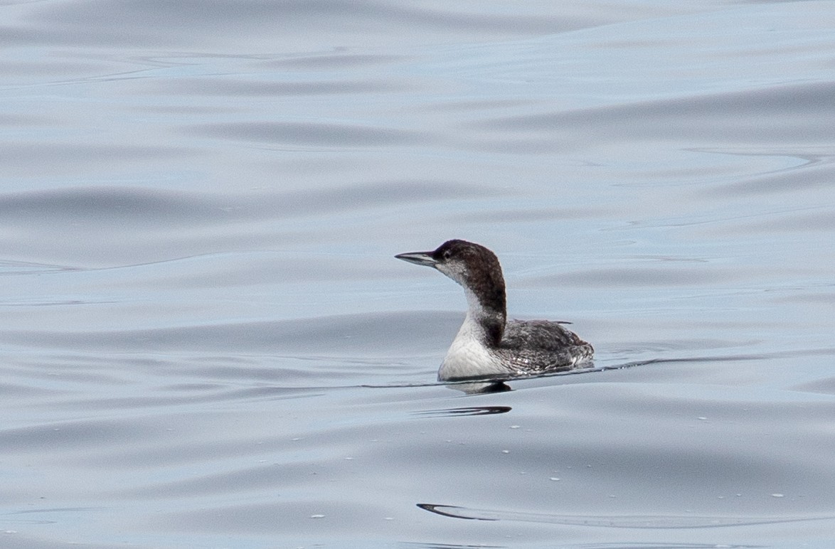 Common Loon - ML330655341
