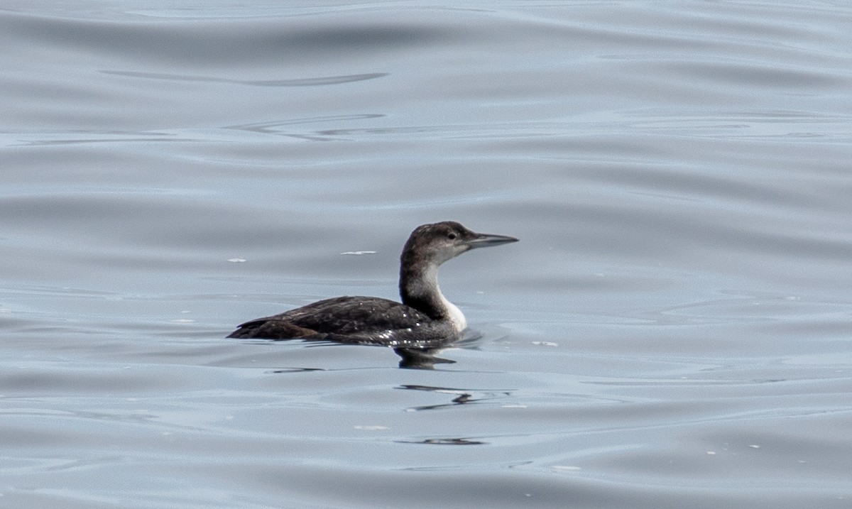 Common Loon - ML330655351