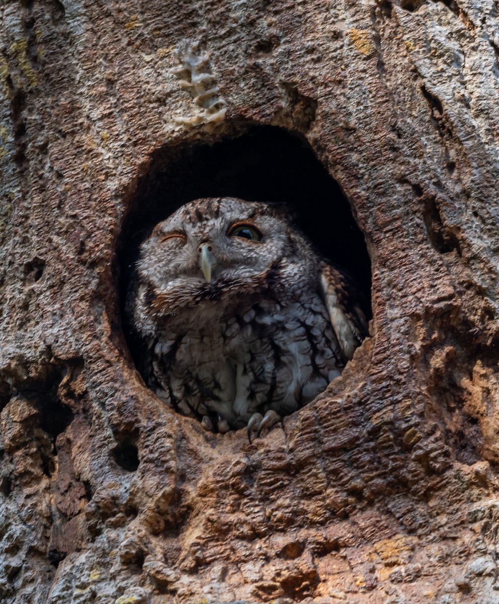 Eastern Screech-Owl - Michele Louden