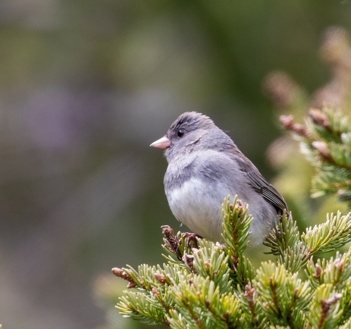 Dark-eyed Junco (Slate-colored) - ML330655531