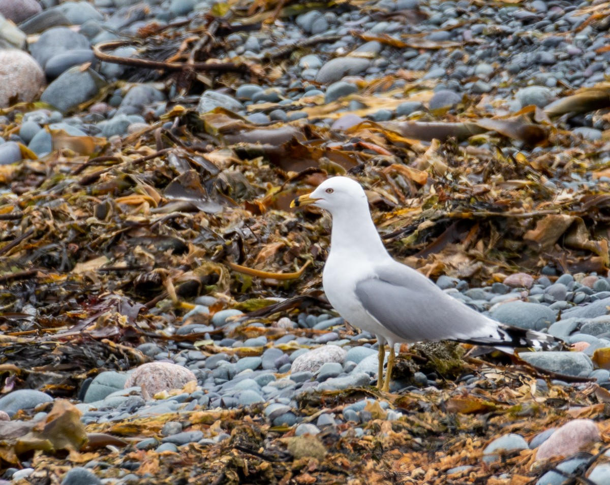 Ring-billed Gull - ML330655851